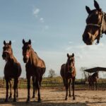 Empower Your Equine: Learn Advanced Horse Training Techniques!
