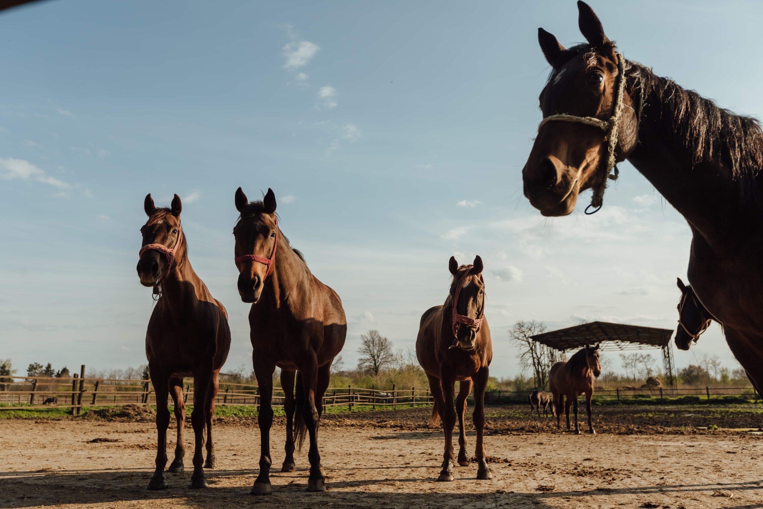 Empower Your Equine: Learn Advanced Horse Training Techniques!