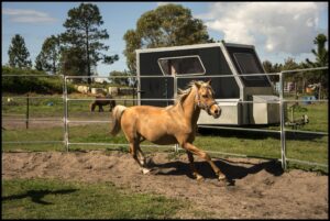 Achieve Harmony: Explore Innovative Horse Training Techniques!