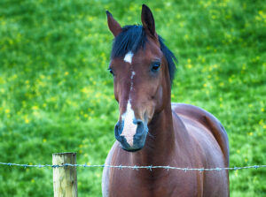 Optimize Your Equine’s Health: Explore Equestrian Care Essentials!